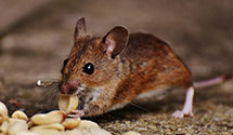 24 Hour & Emergency Exterminators in Clearwater Lake, WI